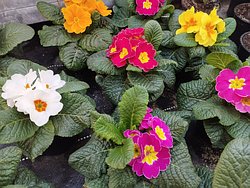 Der Frhling klopft an
