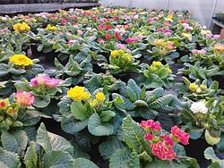 Der Frhling klopft an