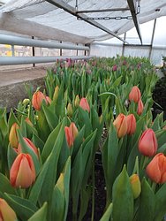 Der Frhling klopft an