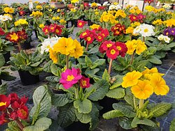 Der Frhling klopft an
