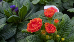 Der Fr�hling ist da!