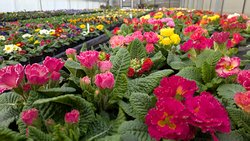 Der Fr�hling ist da!