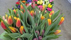 Der Fr�hling ist da!